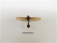 藏品(黃胸錐腹蜾蠃)的圖片